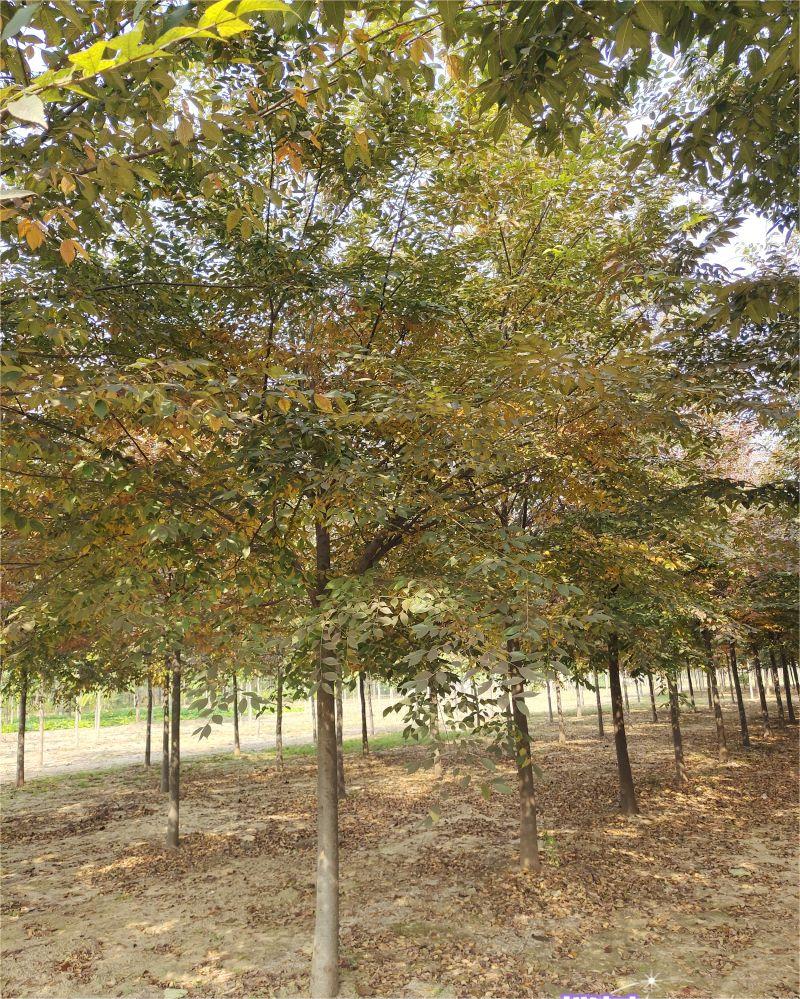櫸樹(shù)2.jpg